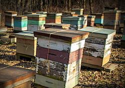 Perchezitii la suspecti de furturi de stupi de albine