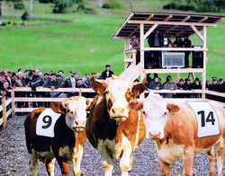 Expozitie de animale cu vanzare prin licitatie