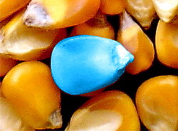 Sedinta privind tratarea semintelor pentru export