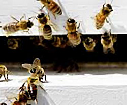 Prevenirea bolilor la albine