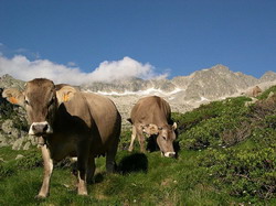 Produsul IGP “Carn d’Andorra”