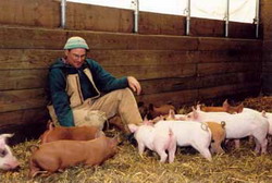 Cum a ajuns porcul in Statele Unite?