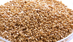 De ce mormonii stocau graul cel putin un an de zile ?