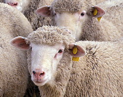 Obligatia de identificare individuala electronica pentru ovine si caprine este valida