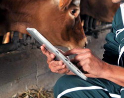 inspectii la animale