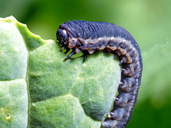 Invazie cu larve de Athalia rosae in cultura rapitei de toamna