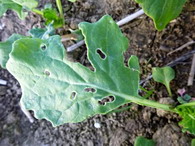 larve de Athalia rosae in cultura rapita 3