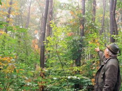 padure-castani-tismana resize