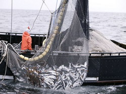 Se reface flota de pescuit in Marea Neagra