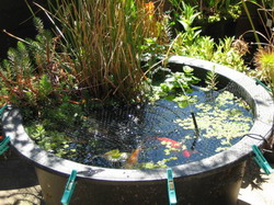 Container pentru gradina acvatica