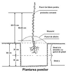 plantarea pomilor fructiferi
