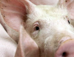 Masuri pentru prevenirea si combaterea pestei porcine africane