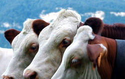 Realizarea actiuniilor din programele cofinantate specifice rumegatoarelor la 30 septembrie