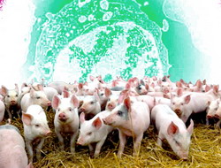 Exercitiu national de simulare pentru pesta porcina africana, la Bistrita-Nasaud