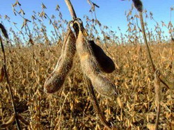 soia-modificata-genetic resize