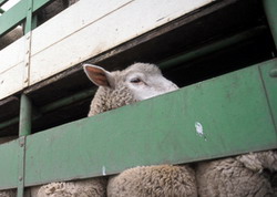 Romania poate relua exporturile de ovine in Turcia