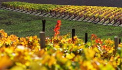 -vinului-bachus-2012-18275748 resize