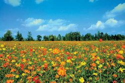 Gradina de flori salbatice