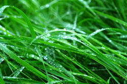 Un tip de iarba care reduce emisiile de gaze cu efect de sera