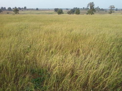 1384368698 566066474 7-agricultural-land-available-for-sale-in-very-cheap-rate- resize