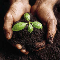 Solurile sanatose contin mai multa apa