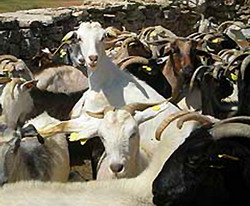 Deficiente in implementarea ajutorului specific acordat in domeniul agriculturii