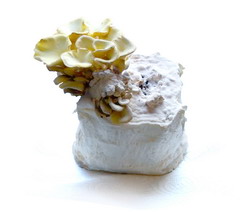 O metoda usoara de a cultiva acasa ciuperci pleurotus ostreatus