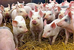 Cresterea porcilor
