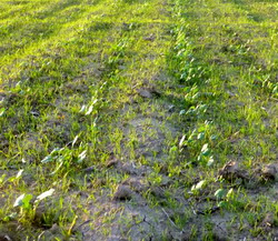 Distrugerea precoce a samulastrei de cereale paioase din cultura rapitei