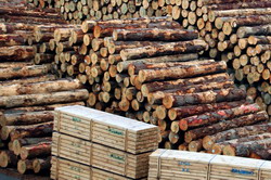 Companiile din domeniul industriei lemnului reusesc sa reziste crizei