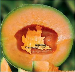 Pepenele de Mantova este protejat IGP