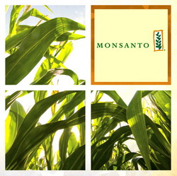 Monsanto extinde capacitatea de producere si procesare porumb in Romania