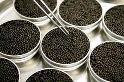 46 kilograme icre de sturion au fost ridicate de Politie