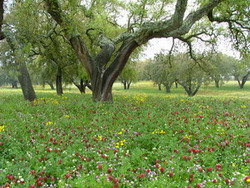 Pasunile semanate pentru biodiversitate – Cea mai buna solutie in materie de mediu