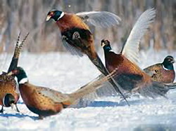 Rase de fazani din Romania