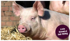 Rase de porci din Romania-345Peris
