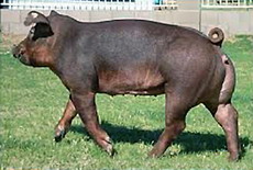 Rase de porci din Romania-Duroc