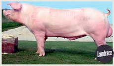 Rase de porci din Romania-Landrace