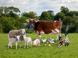 Obligatiile proprietarilor privind sanatatea efectivelor de animale si pasari