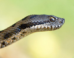 Cresterea viperelor pentru venin