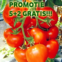 belfast seminte tomate promotiejpg b2