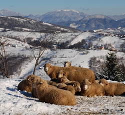 ciobani-oi-stana-produse-transhumanta-1 resize