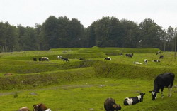 Regiunile cu densitatile cele mai mari de bovine