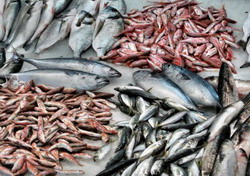 Ce beneficii aduce ‘Bursa de peste’ Tulcea ?