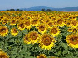 Tarifele pentru serviciile prestate de Camera Agricola Judeteana Botosani