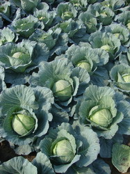 hibrid-varza-GINTAMA-F1-RZ resize