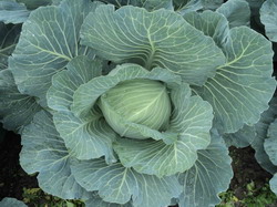 Rijk Zwaan ofera samanta cu potential de 110 tone de varza la hectar