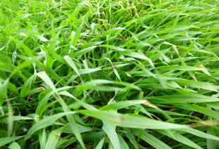 patogenii cerealelor paioase 2