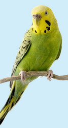 Perusul ondulat (Melopsittacus Undulatus)