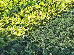 Cultivatorii avertizeaza: productia de tutun in pericol din cauza directivelor europene